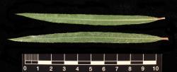 Salix exigua. Leaf pair showing upper (bottom) and lower leaf surfaces.
 Image: D. Glenny © Landcare Research 2020 CC BY 4.0